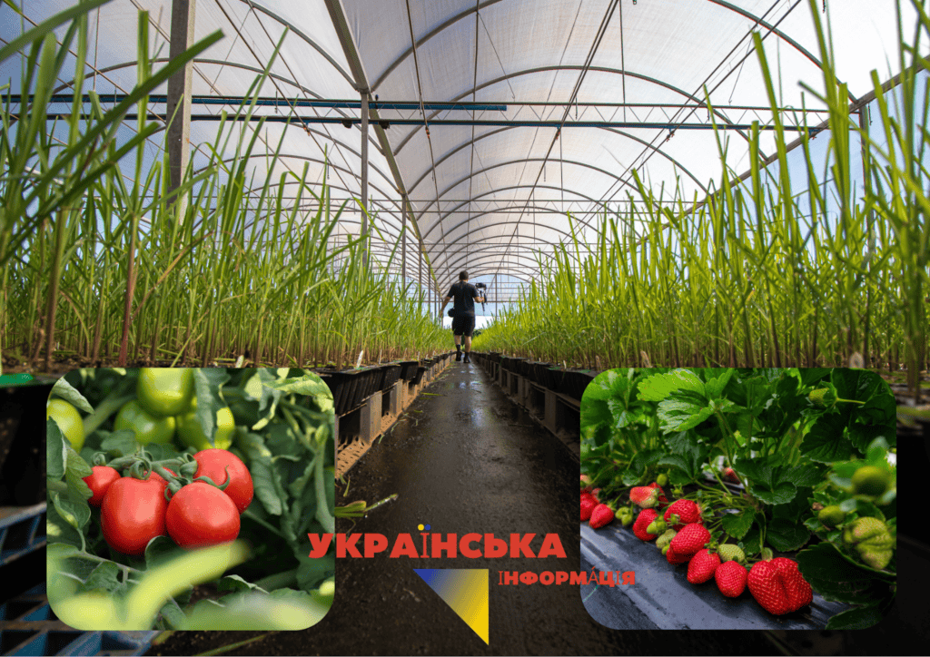 Бизнес по тепличному выращиванию круглогодичных культур