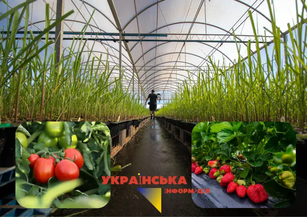 Теплиця за грантом на відкриття бізнесу