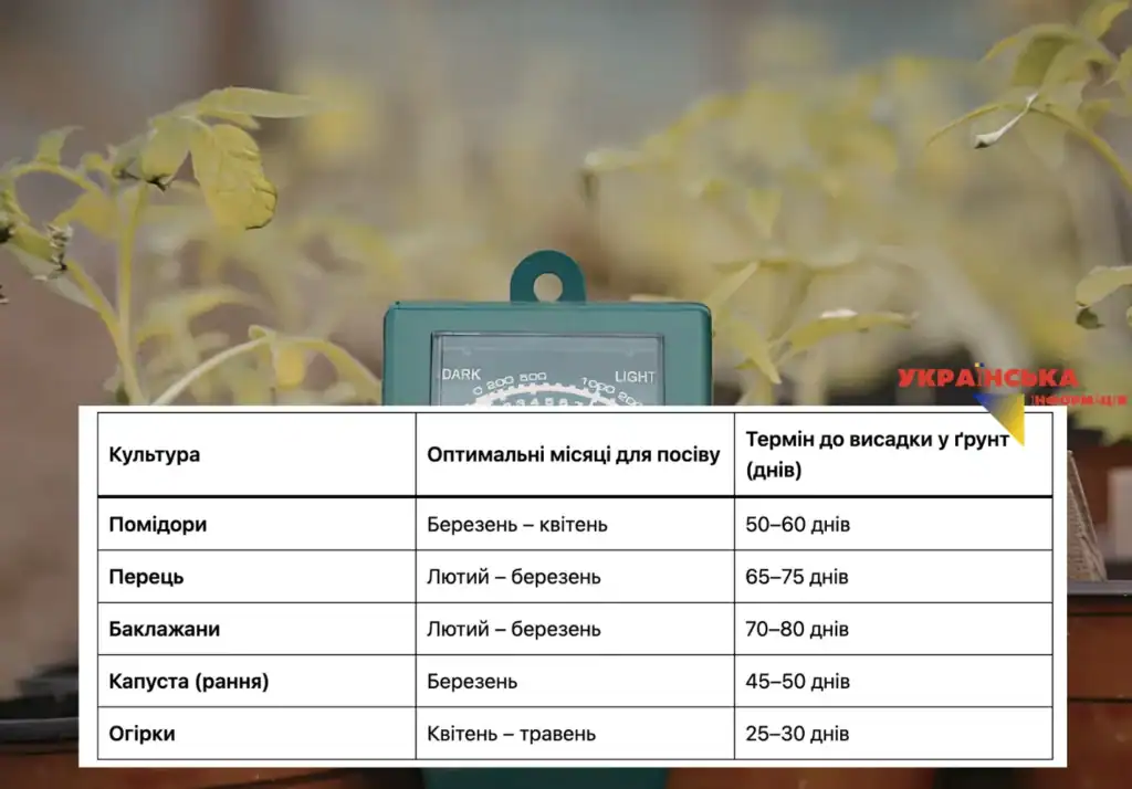 коли садити розсаду орігків, помідор, перцю, ранньої капусти та баклажанів