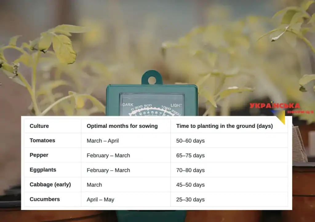 When to plant seedlings of oregano, tomato, pepper, early cabbage and eggplant