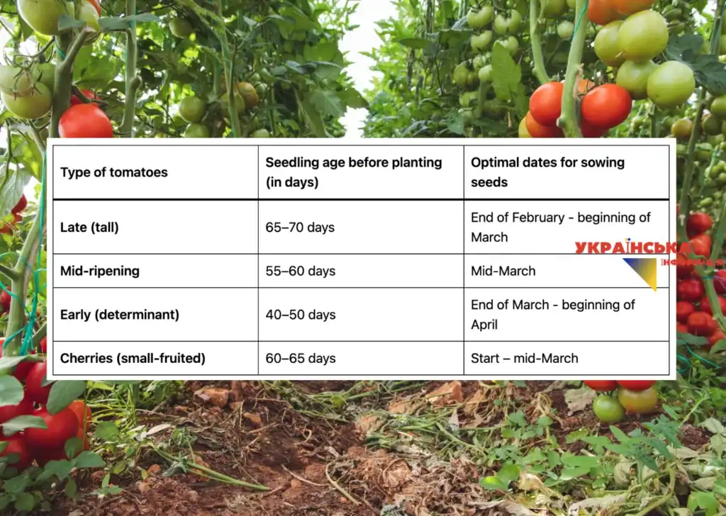 The photo below shows a detailed tomato sowing calendar for 2026